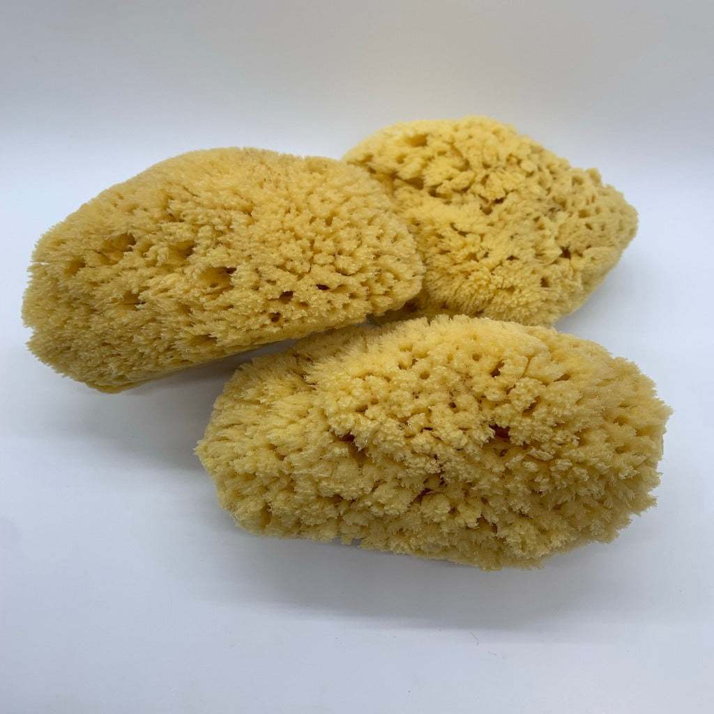 Tarpon Springs Natural Yellow Sea Sponge (5.5-6 inch)