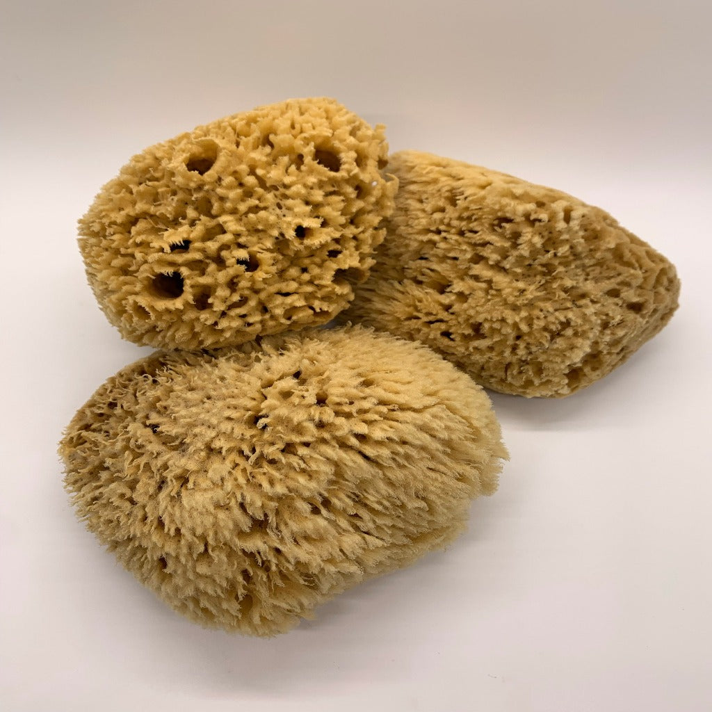 Premium Florida Rock Island Natural Wool Sponge (5-5.5 inch)